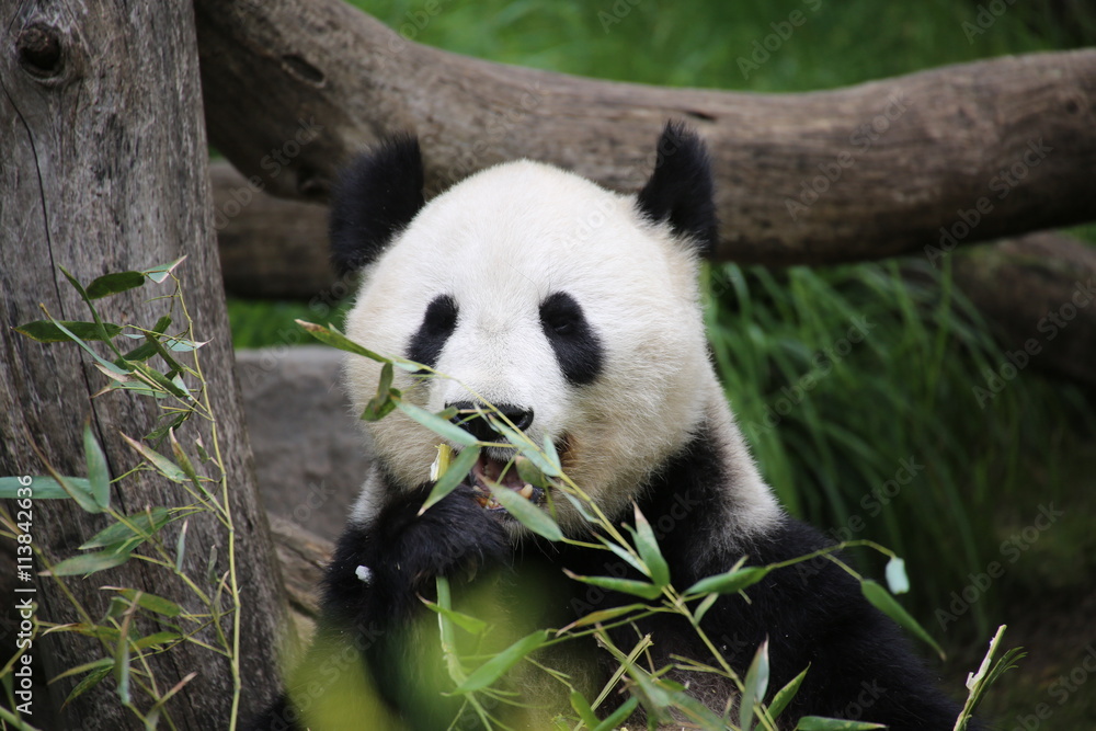 Fototapeta premium Großer Panda frisst Bambus