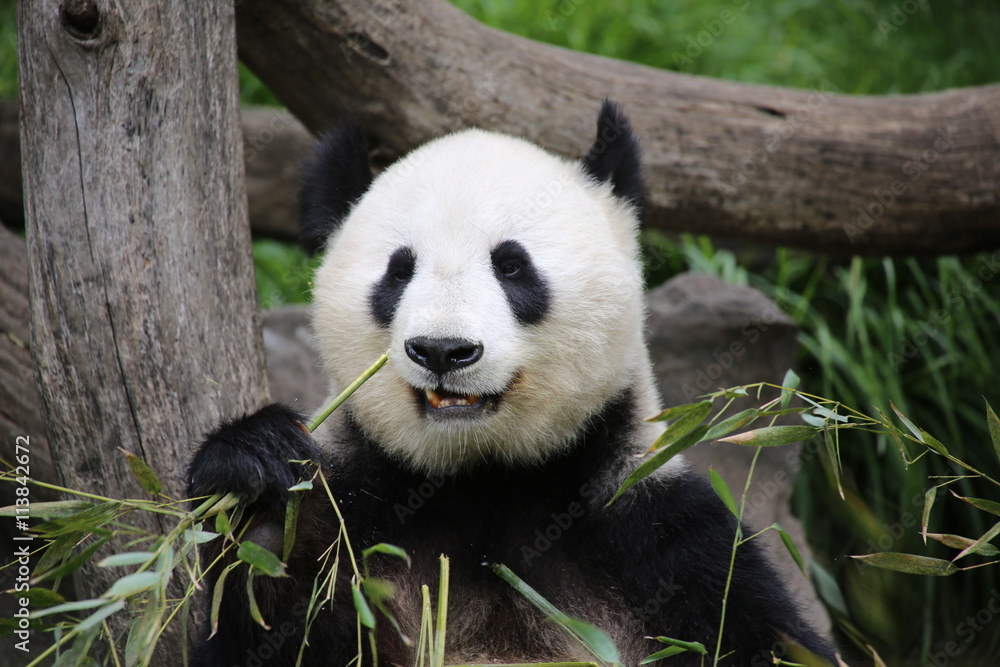 Fototapeta premium Großer Panda frisst Bambus
