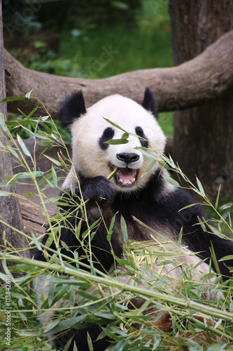 Fototapeta Naklejka Na Ścianę i Meble -  Großer Panda frisst Bambus