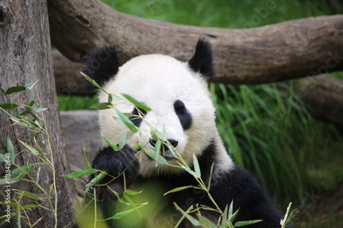 Fototapeta Naklejka Na Ścianę i Meble -  Großer Panda frisst Bambus