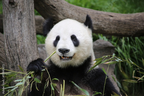 Gro  er Panda frisst Bambus