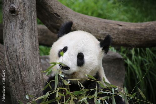 Fototapeta Naklejka Na Ścianę i Meble -  Großer Panda frisst Bambus