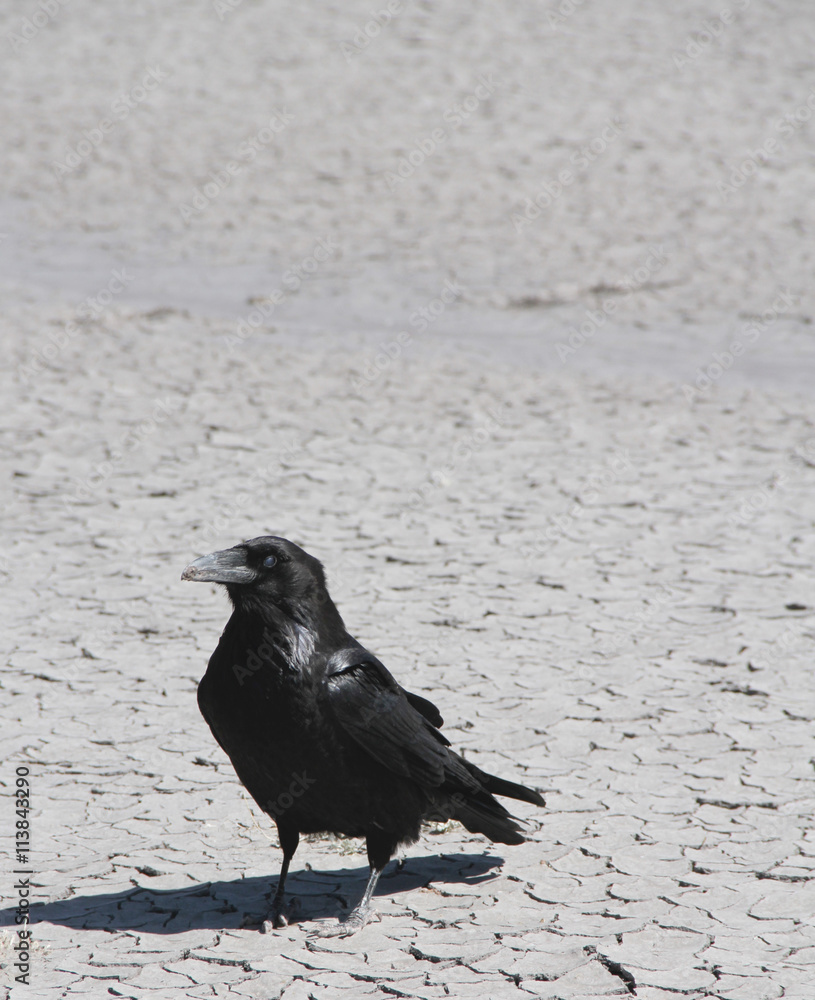 Raven and his shadow