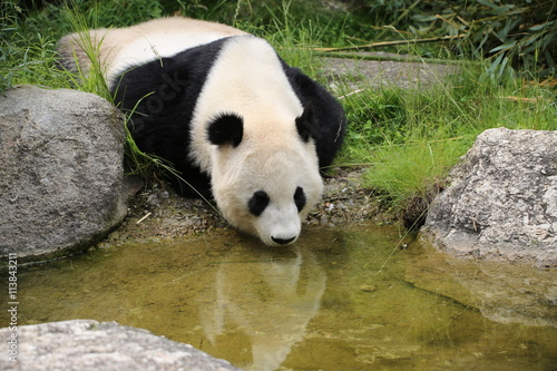 Fototapeta Naklejka Na Ścianę i Meble -  Großer Panda trinkt Wasser
