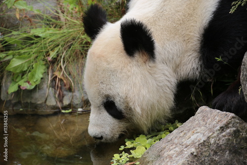 Fototapeta Naklejka Na Ścianę i Meble -  Großer Panda trinkt Wasser
