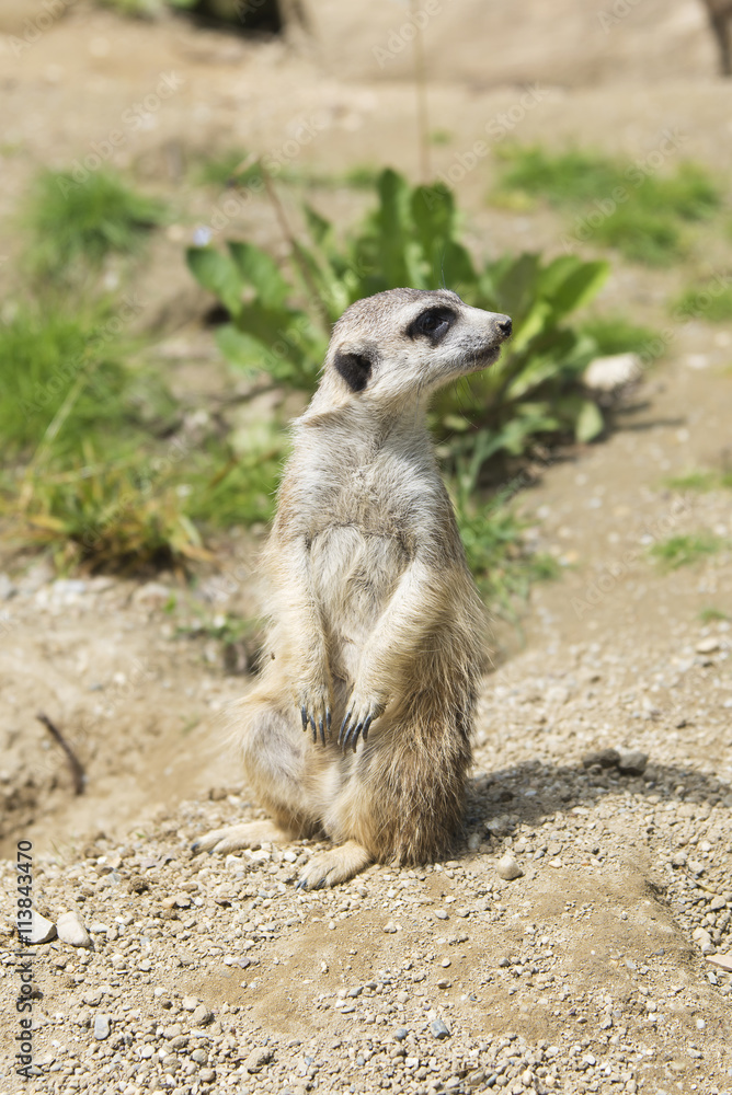 alert meerkat standing on his back legs in the sand alert meerkat standing on his back legs in the sand