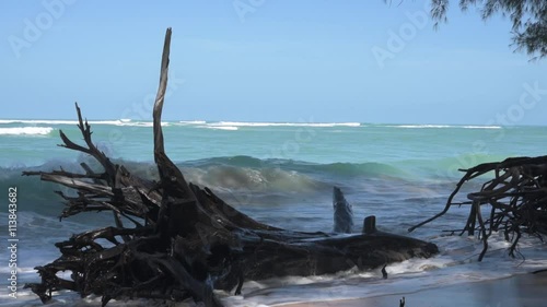 Big wave of storm surge hit beach cause dead big tree at Phuket