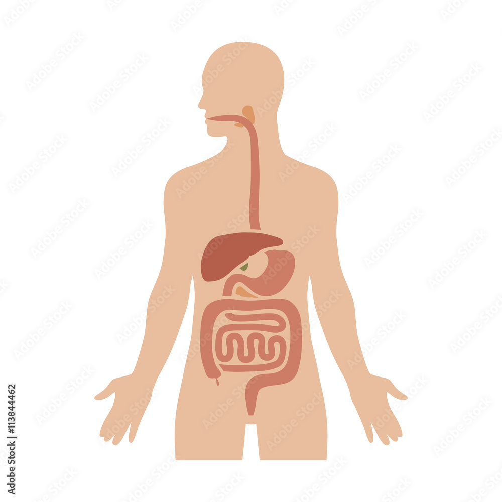 Human biological digestive / digestion system flat color diagram for medical apps and websites