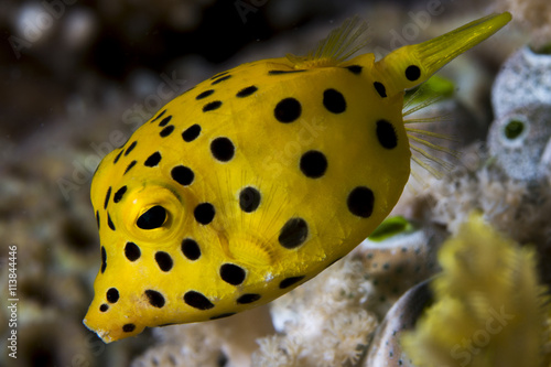 Juvenile boxfish wandering around the coral reef