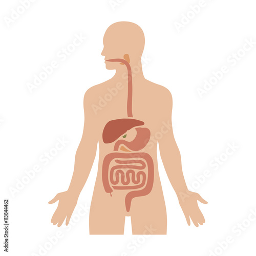 Human biological digestive / digestion system flat color diagram for medical apps and websites photo