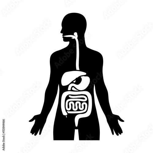 Human biological digestive / digestion system flat icon for medical apps and websites