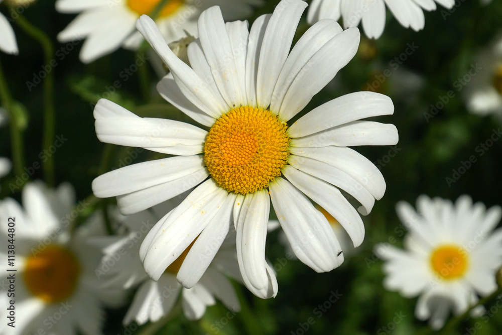 Obraz premium chamomile