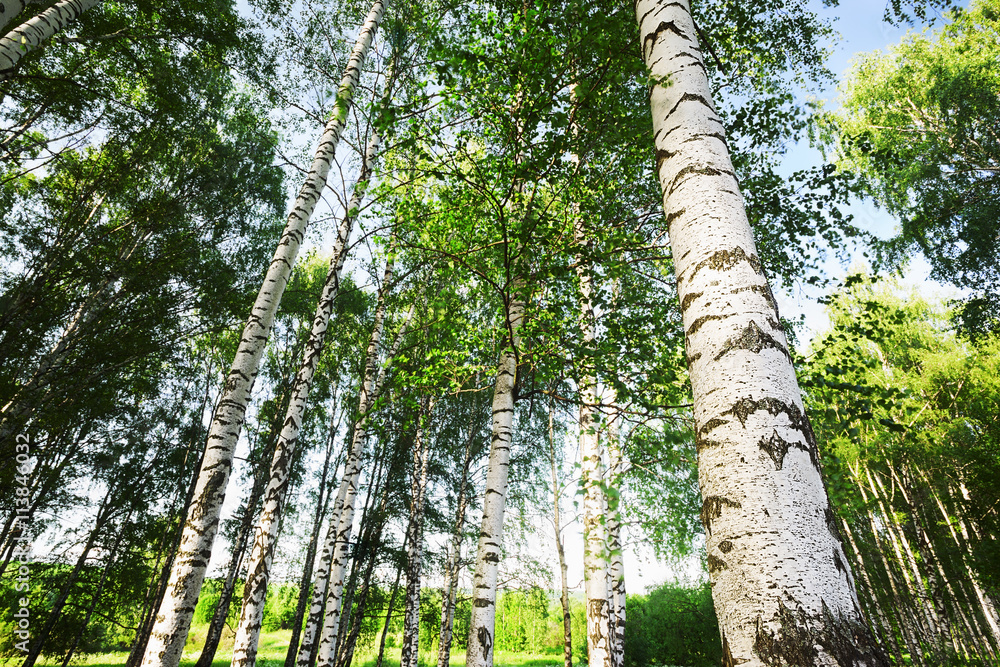 Fototapeta premium forest birch