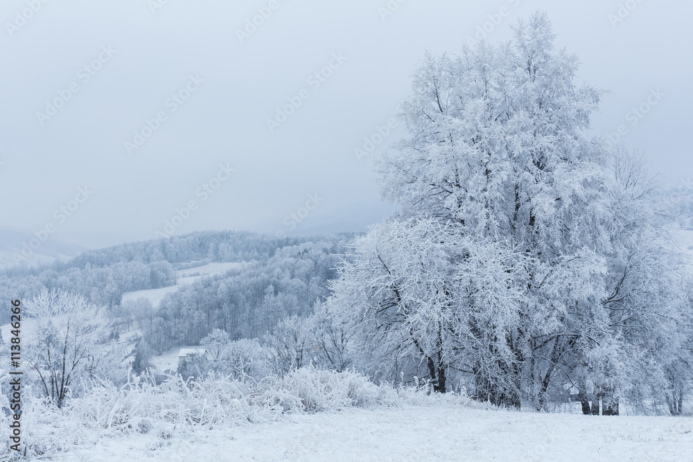 Winter trees covered with fresh snow in mountains Winter trees covered with fresh snow in mountains