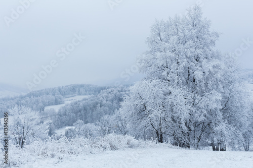 Winter trees covered with fresh snow in mountains © Roman's portfolio