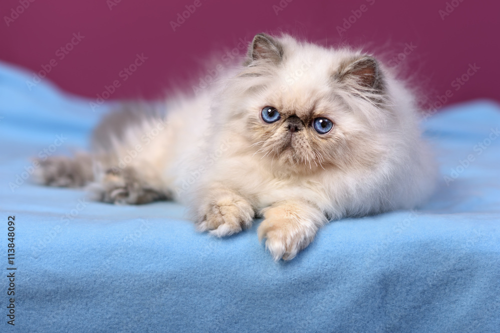 Cute blue-cream colorpoint persian kitten is lying on a blue bed
