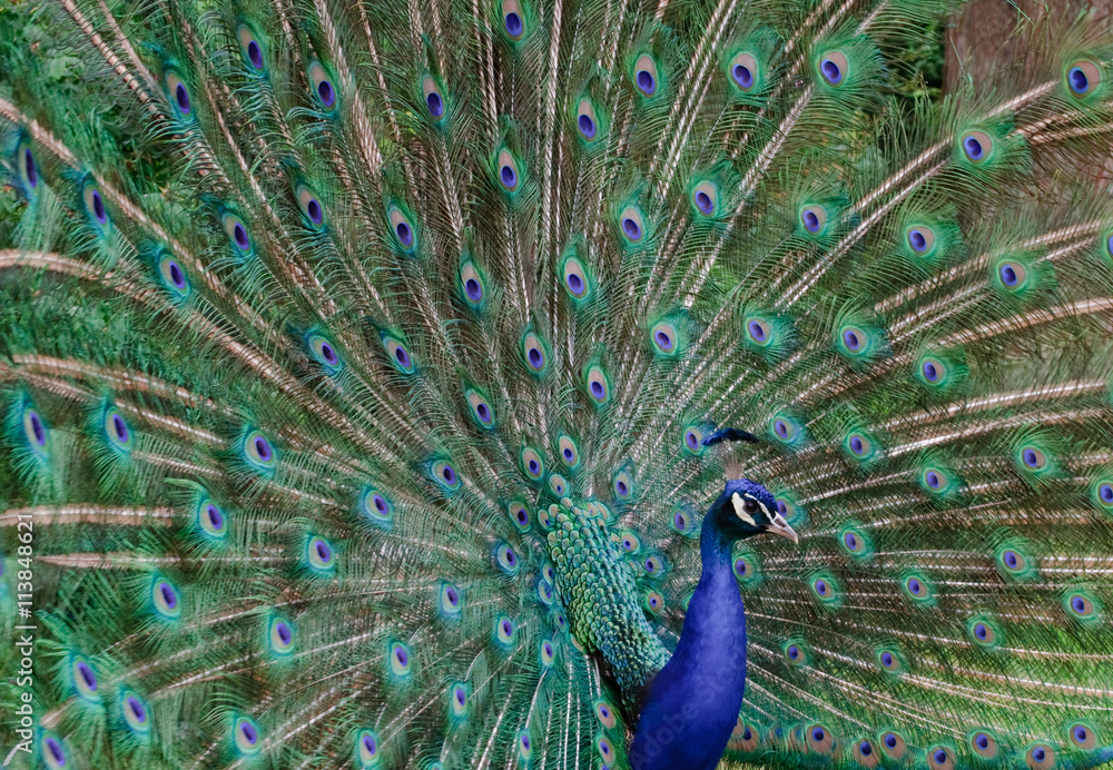 Naklejka premium blauer Pfau (Pavo cristatus)