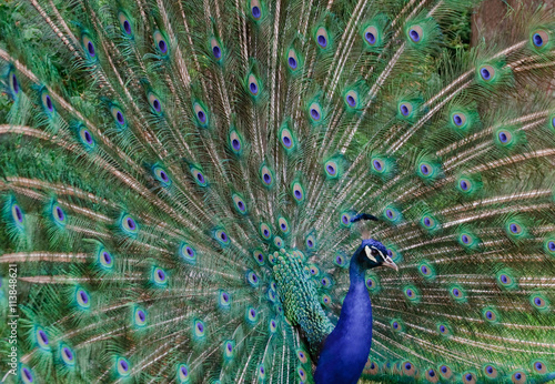 blauer Pfau (Pavo cristatus)