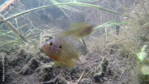 Underwater: water-channel fish guarding its territory. Veliki Backi kanal, Sombor, Serbia. photo