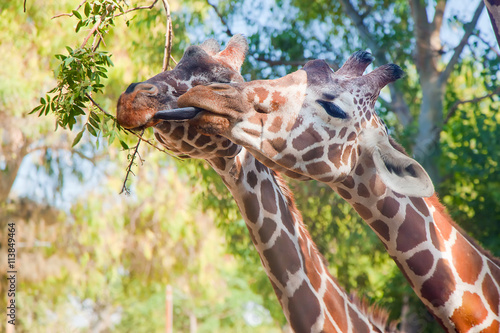 Two young giraffes eating from one branch