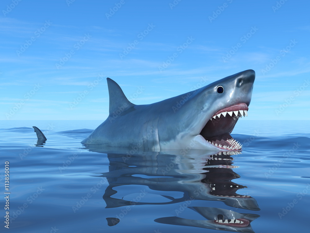 Fototapeta premium サメ