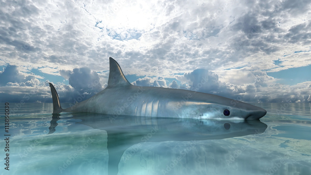 Fototapeta premium サメ