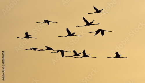Flamingos flying at sunset, silhouette.