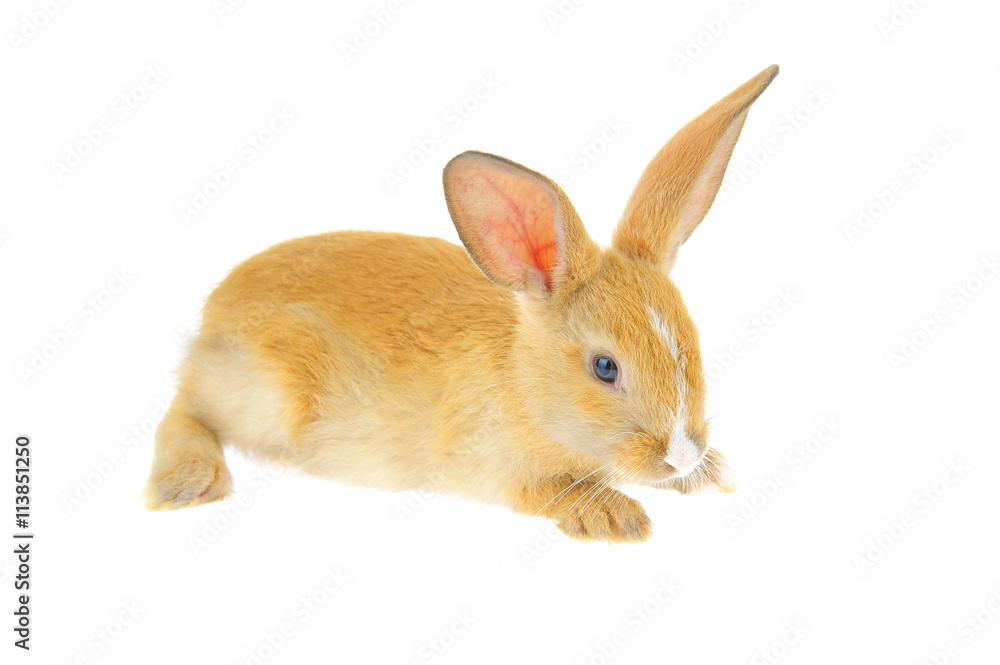 Obraz premium The rabbit in a white background