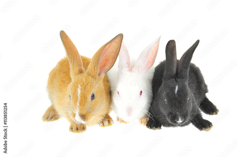 Obraz premium The rabbit in a white background