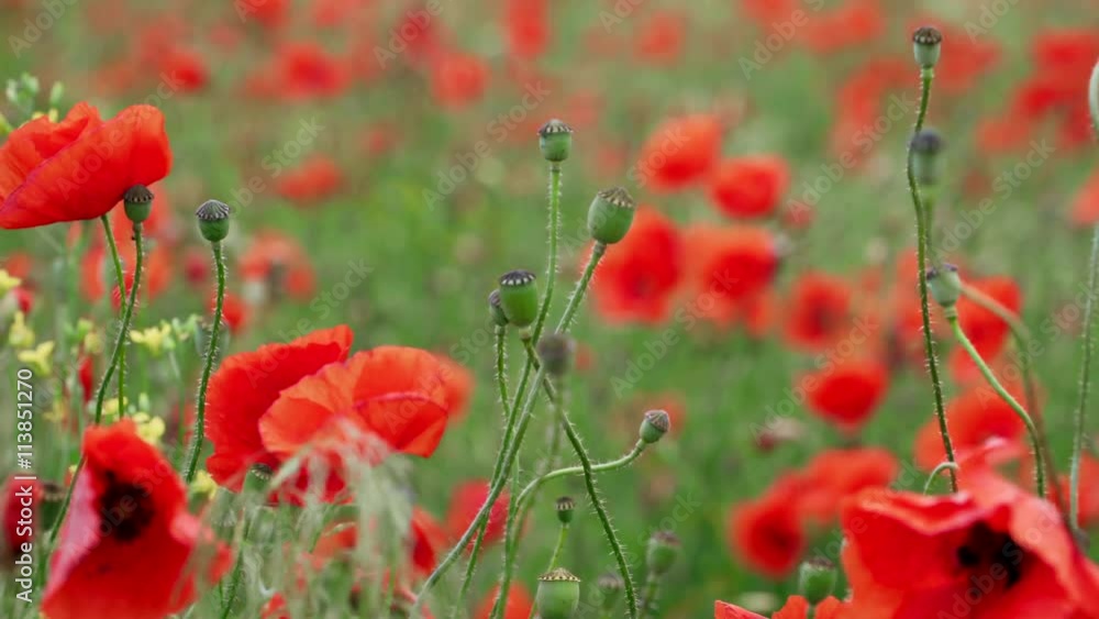field of blooming and dancing in the wind poppies, Poppy field ProRes 4.2.2. 10bit 