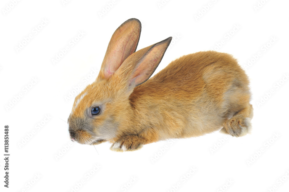 Obraz premium The rabbit in a white background