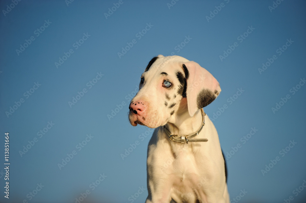Harlequin Great Dane puppy against blue sky