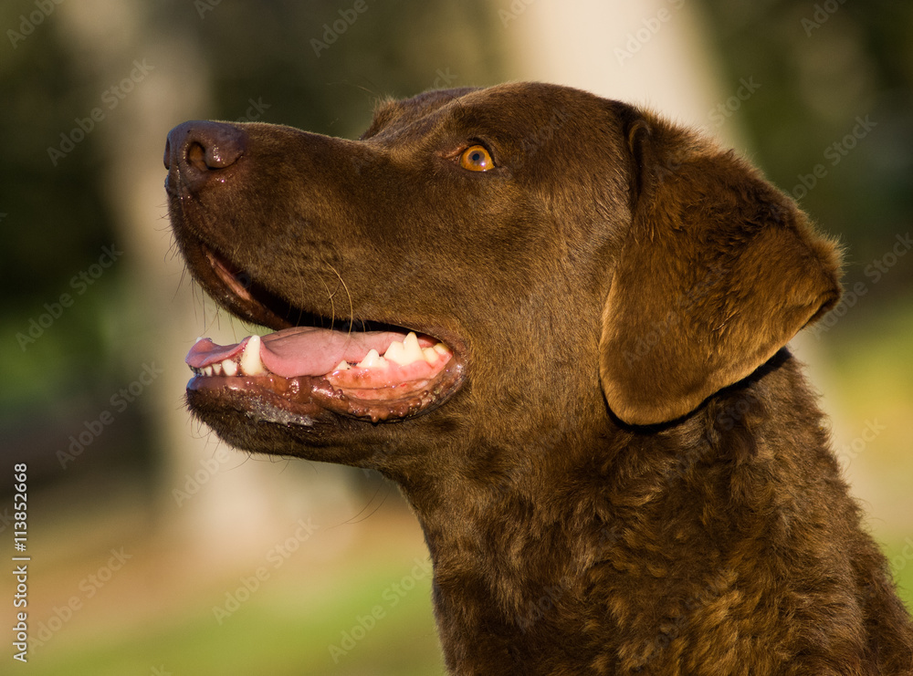 Brown Chesapeake Bay Retriever dog headshot against park trees Brown Chesapeake Bay Retriever dog headshot against park trees