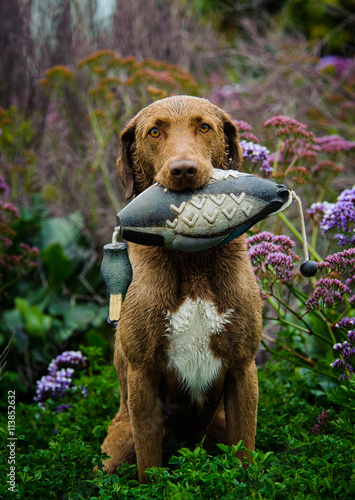 Fotografi Chesapeake Bay Retriever holding decoy hunting duck in field of purple flowers