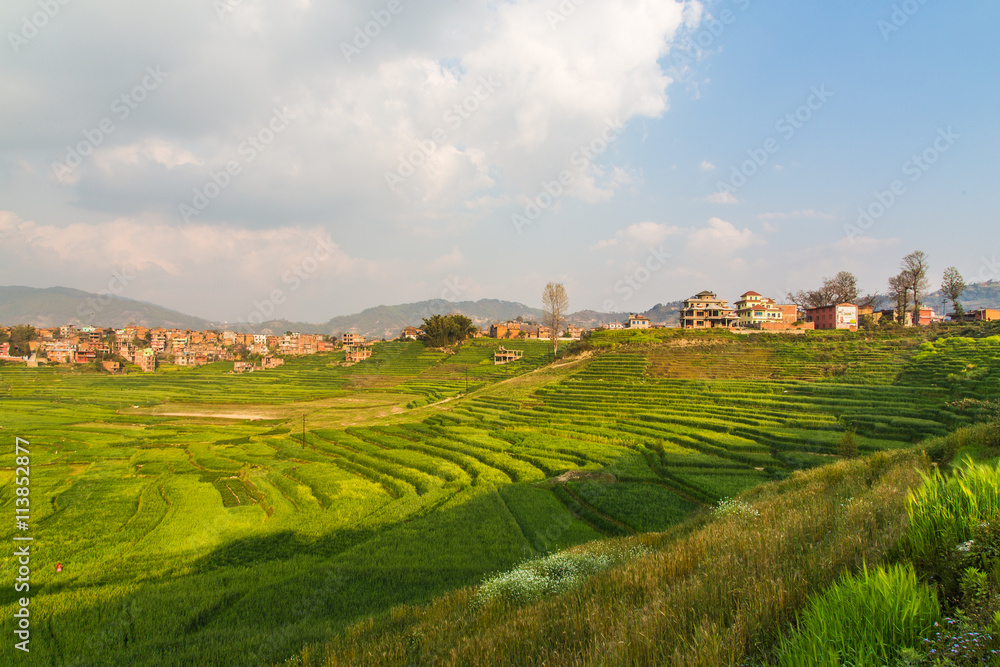 Wheat field and countryside scenery in urban area in Nepal