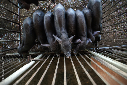 black piglet in pig farming photo
