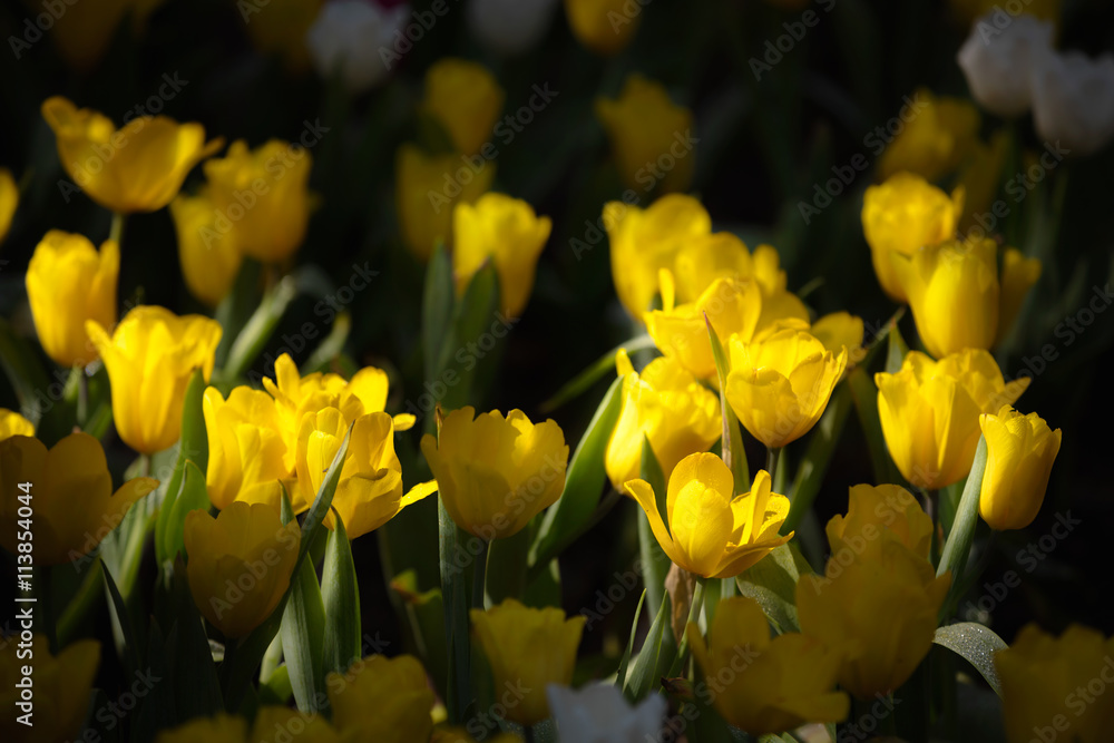 Obraz premium Yellow tulips