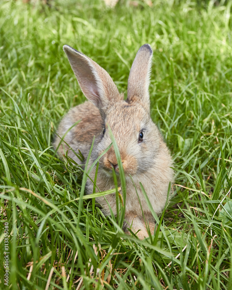 Cute little bunny sitting on green grass Cute little bunny sitting on green grass