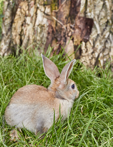 Cute little bunny sitting on green grass