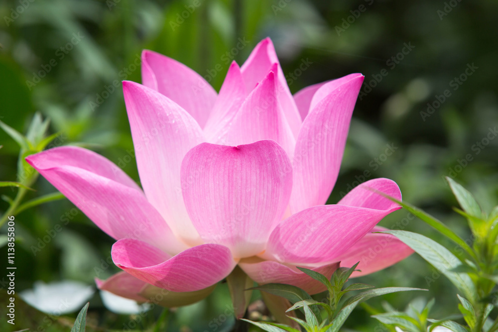 Indian Lotus, Sacred Lotus, Bean of India Indian Lotus, Sacred Lotus, Bean of India