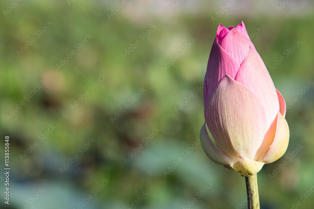 pink lotus, Indian Lotus, Sacred Lotus, Bean of India