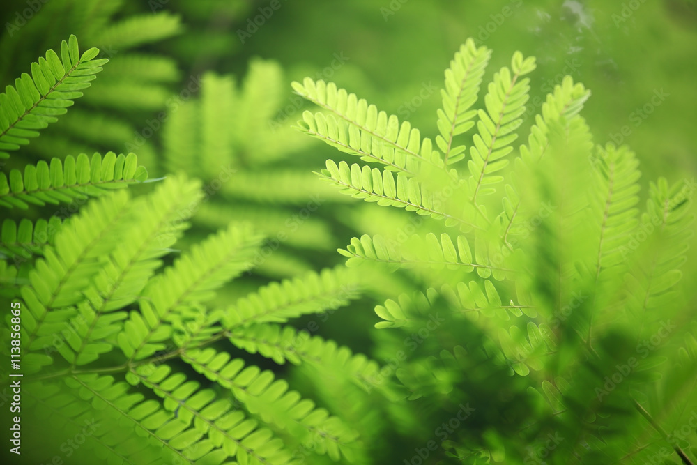 fresh foliage background. fresh foliage background.