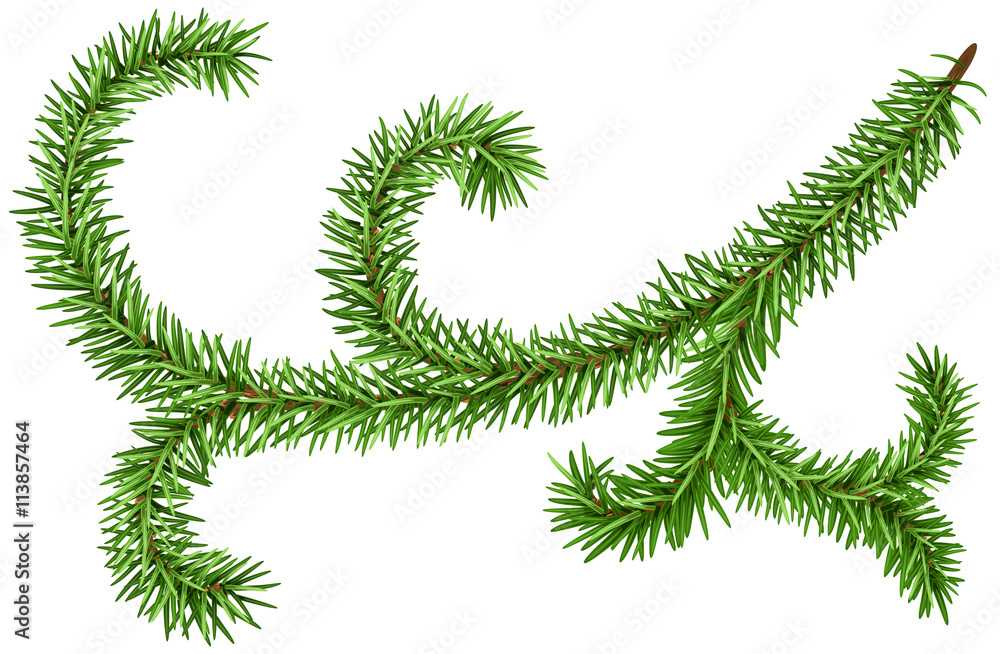 Decoration fir branch for Christmas wreath. Green pine branch isolated