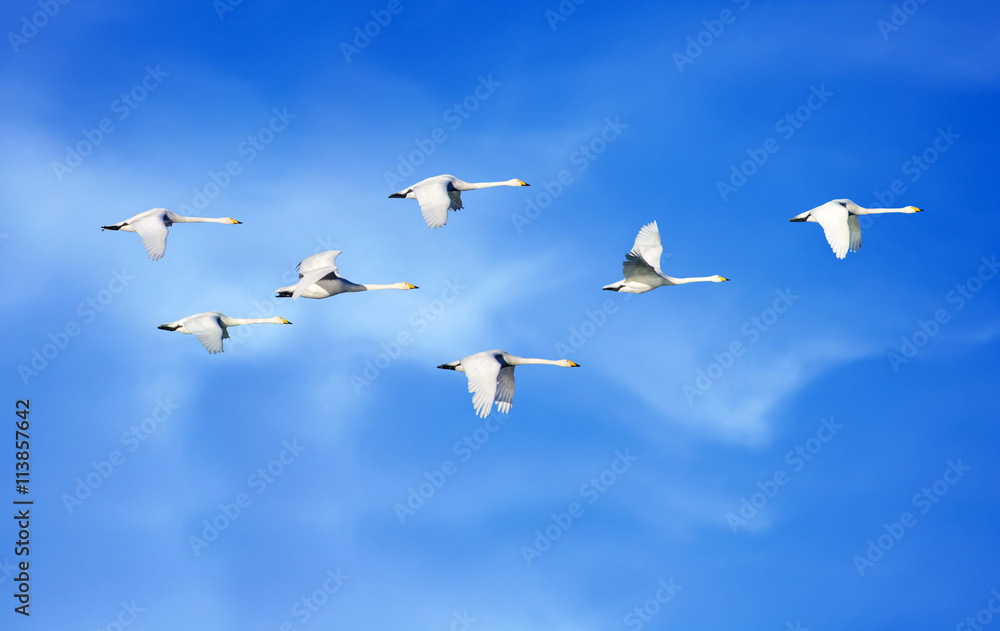 Flying birds over blue sky with natural background panoramic vie