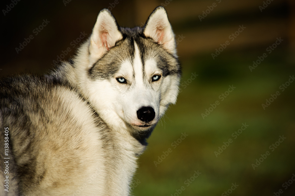 Siberian Husky portrait of dog looking back in field Siberian Husky portrait of dog looking back in field