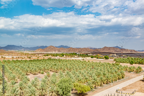 Date palm farm at Jabrin Fort in Ad Dakhiliyah, Oman. It is located about 50 km southwest of Muscat. photo