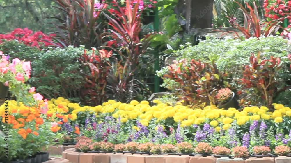 Flowers in the garden, HD vdo./ Landscaped flower garden with lots of colorful blooms on summer, HD vdo. Flowers in the garden, HD vdo./ Landscaped flower garden with lots of colorful blooms on summer, HD vdo.