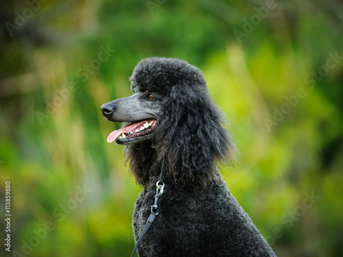 Black Standard Poodle against green trees