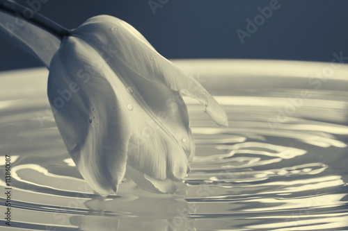 Black and white tulip with ...