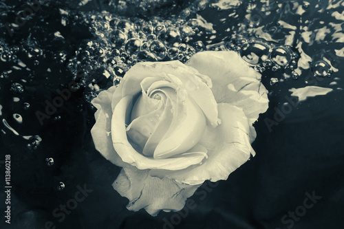 Black and white rose flower...